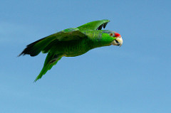 Perroquet