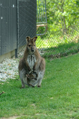 Wallaby de Benett