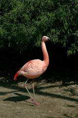 Flamant