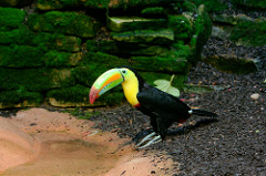 Toucan