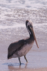 Pélican