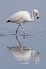 Flamant