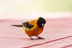 Oiseau