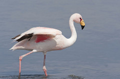 Flamant