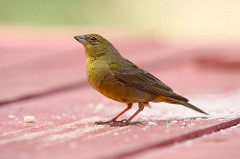 Oiseau