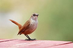 Oiseau