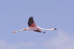 Flamant